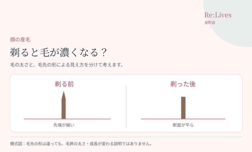 剃る前後で毛幹の太さを同じに描き、先端の形による見え方の違いを説明する概念図